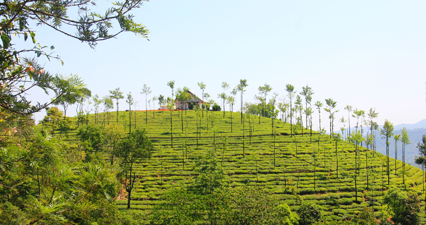 Explore Less Travelled Idukki, Munnar Destinations In Kerala